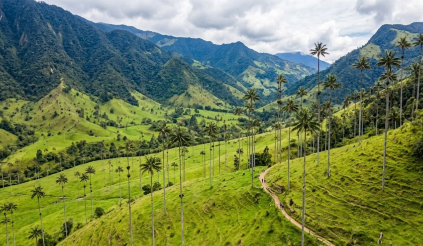 Cocora Valley Complete Guide 2026: Hike Among the World’s Tallest Palm Trees from Salento